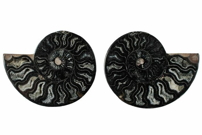 Cut & Polished Ammonite Fossil - Unusual Black Color #286628